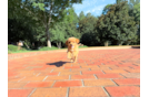 Best Cavapoo Baby