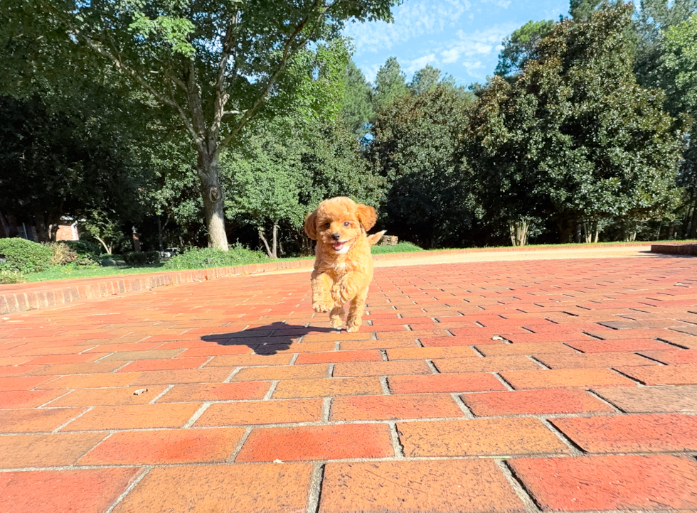 Best Cavapoo Baby