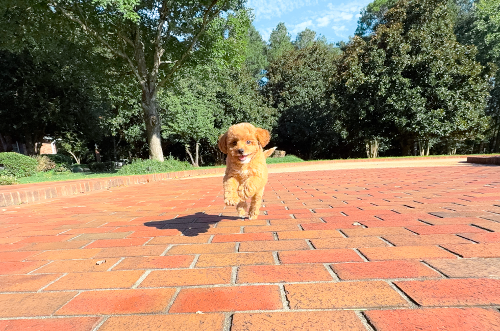 9 week old Cavapoo Puppy For Sale - Simply Southern Pups