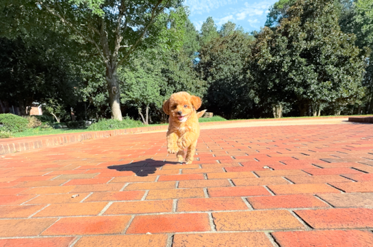 Best Cavapoo Baby