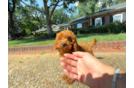 Cavapoo Pup Being Cute