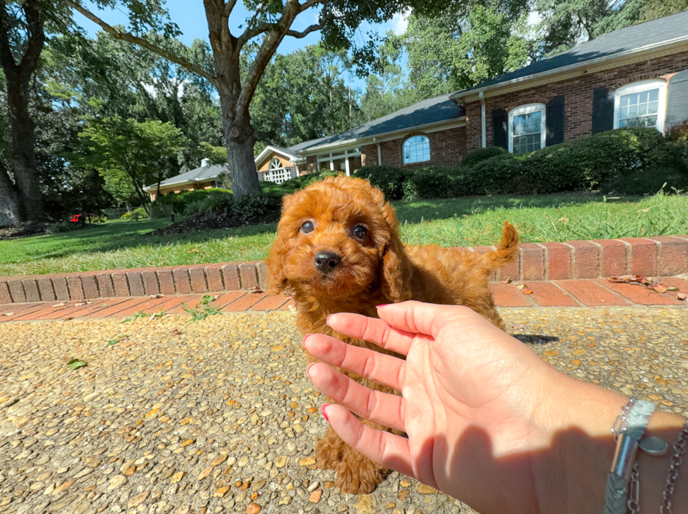 Cavapoo Pup Being Cute