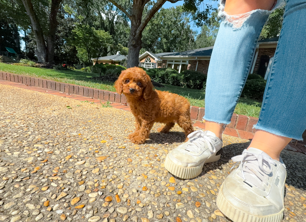 Cavapoo Pup Being Cute