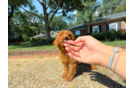 Best Cavapoo Baby
