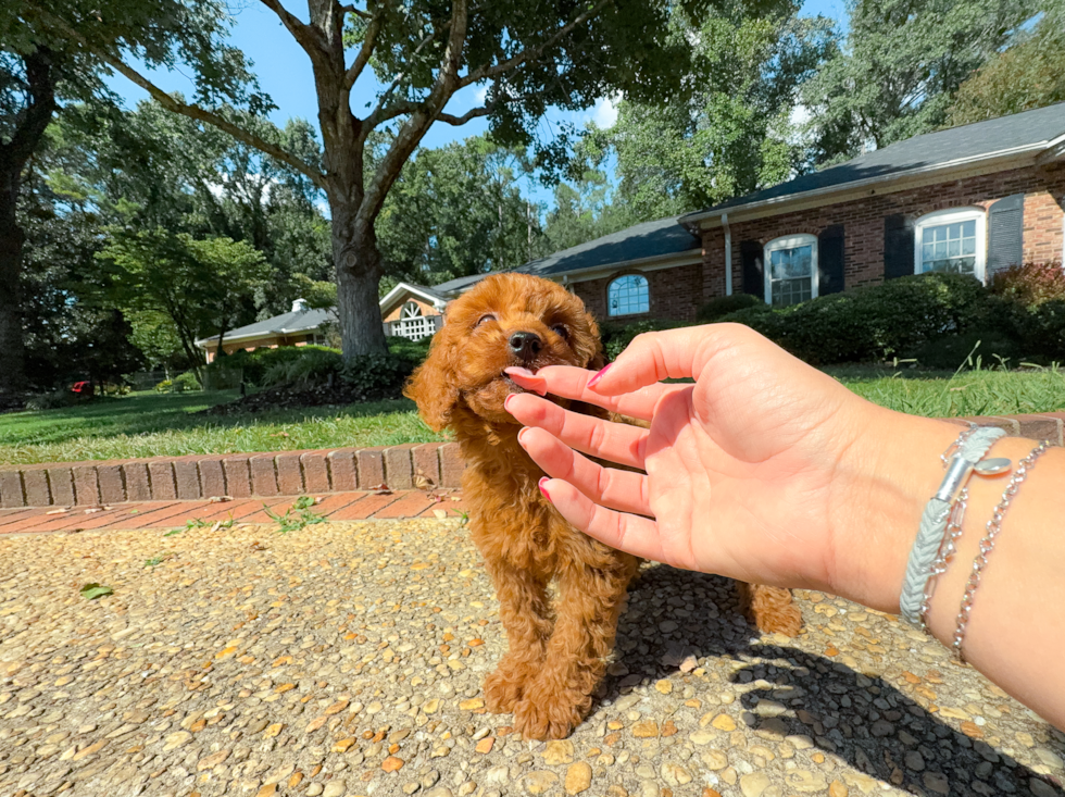 Best Cavapoo Baby