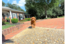 Cavapoo Puppy for Adoption
