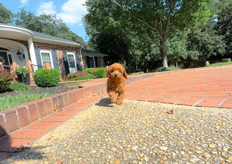 Cavapoo Puppy for Adoption