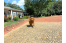 Best Cavapoo Baby