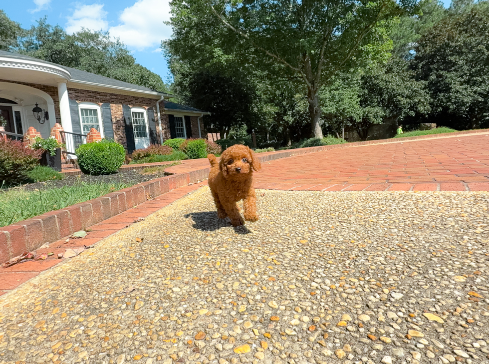 Best Cavapoo Baby