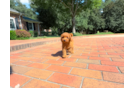 Cute Cavapoo Poodle Mix Pup