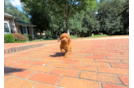 Cute Cavipoo Poodle Mix Puppy