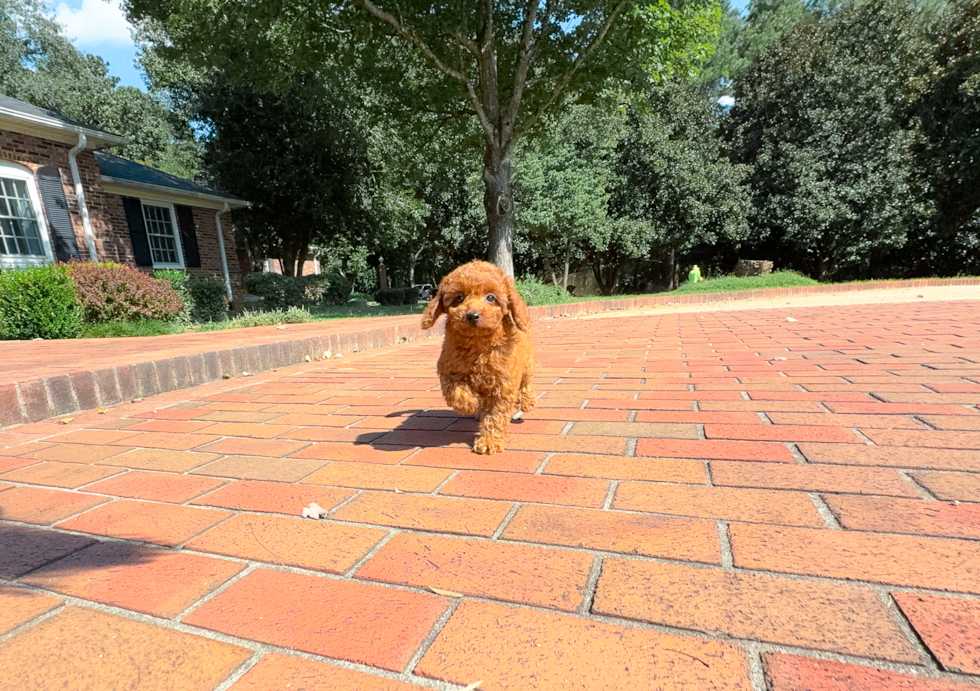 Cute Cavipoo Poodle Mix Puppy