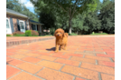 Cute Cavoodle Poodle Mix Puppy