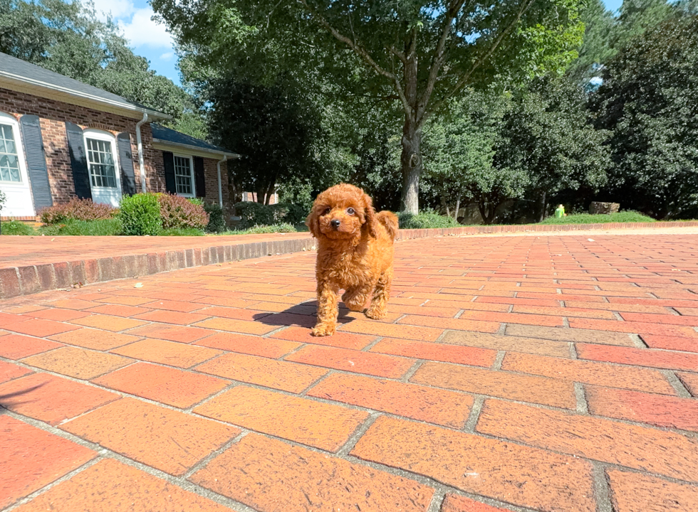 Cute Cavoodle Poodle Mix Puppy