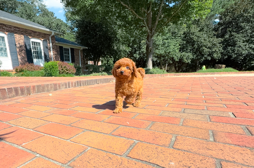 9 week old Cavapoo Puppy For Sale - Simply Southern Pups