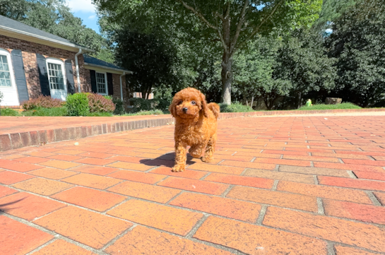 Cute Cavoodle Poodle Mix Puppy