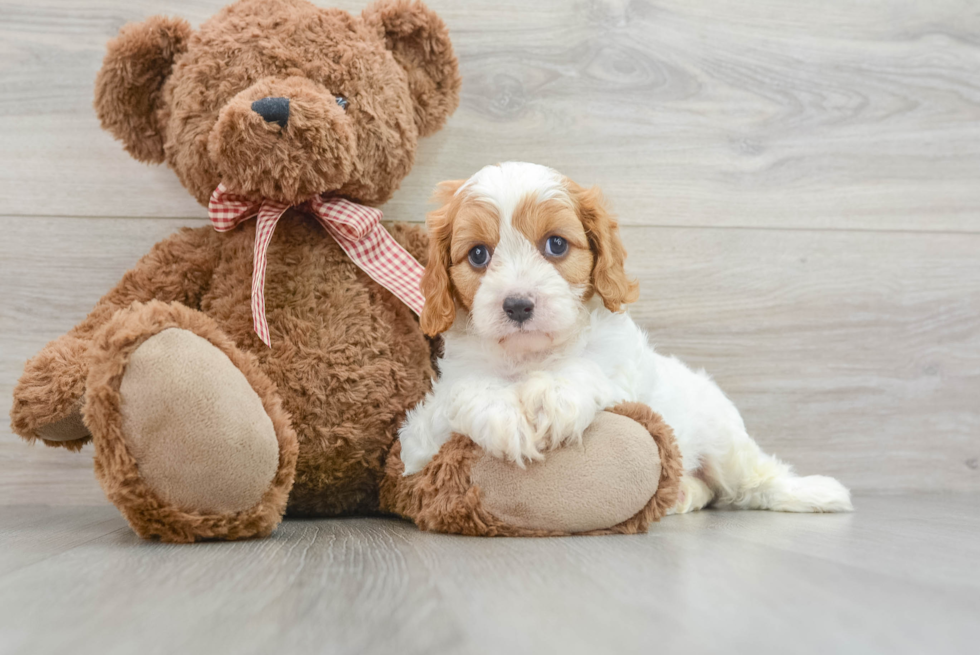 Hypoallergenic Cavadoodle Poodle Mix Puppy