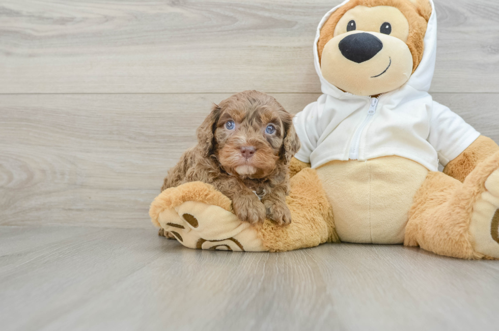 5 week old Cavapoo Puppy For Sale - Simply Southern Pups