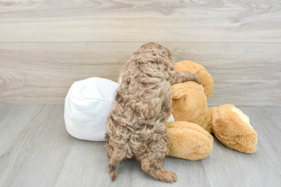 Adorable Cavalier King Charles Spaniel and Poodle Mix Poodle Mix Puppy