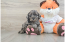 Best Cavapoo Baby