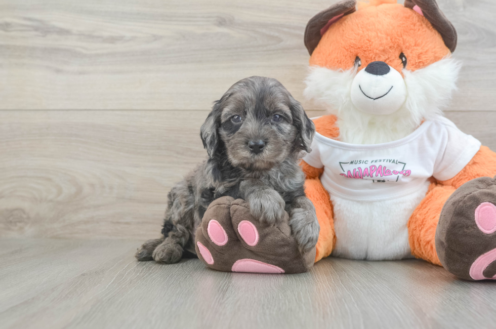 5 week old Cavapoo Puppy For Sale - Simply Southern Pups
