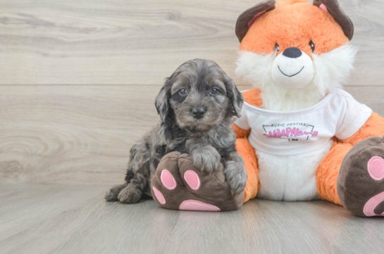 Best Cavapoo Baby