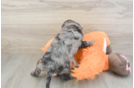 Happy Cavapoo Baby