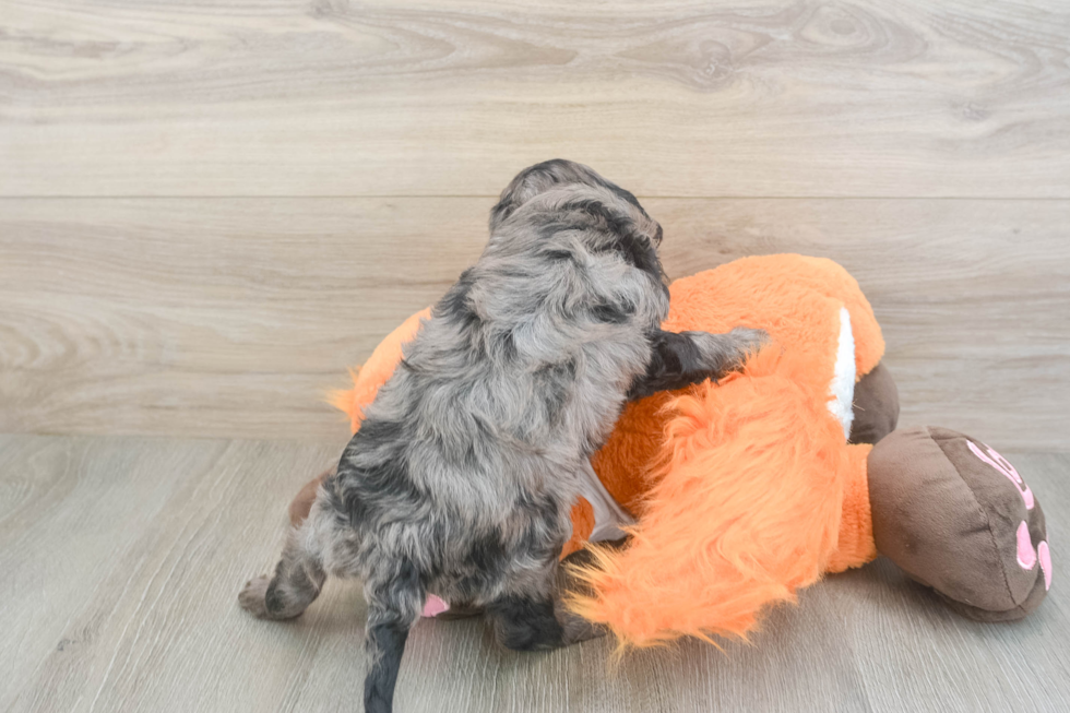 Happy Cavapoo Baby