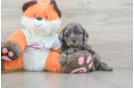 Cavapoo Pup Being Cute