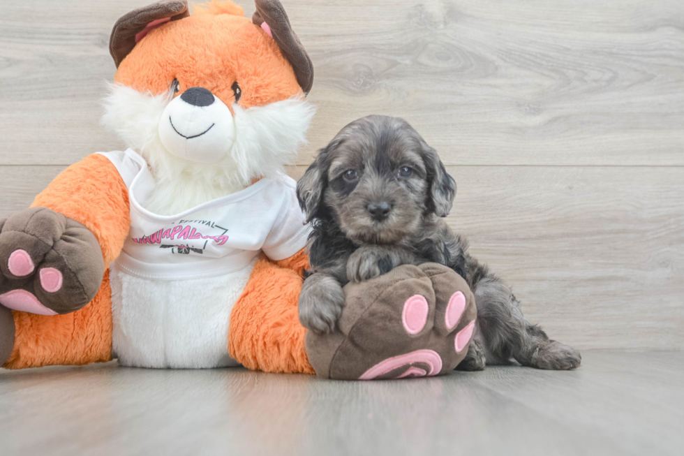 Cavapoo Pup Being Cute