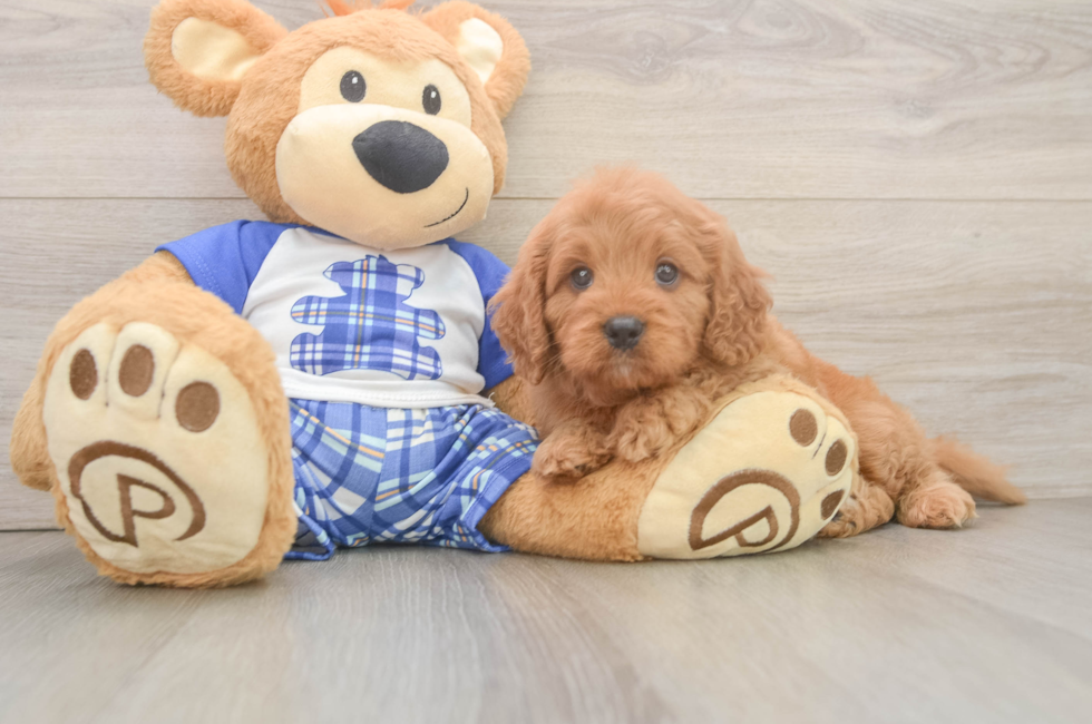 5 week old Cavapoo Puppy For Sale - Simply Southern Pups