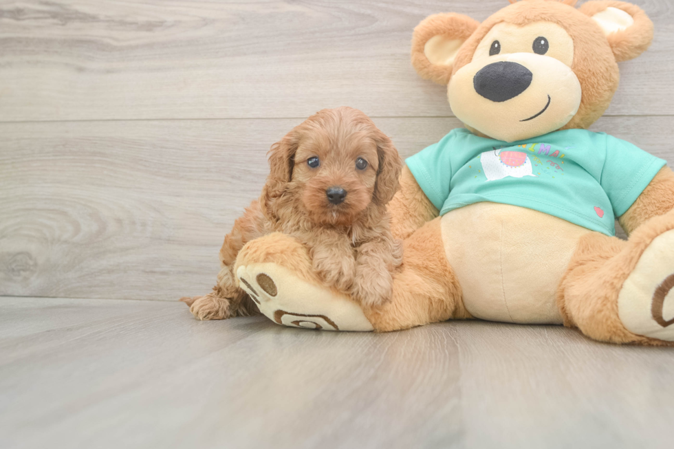 Meet Kenobi - our Cavapoo Puppy Photo  2/3 - Simply Southern Pups Adorable Cavalier King Charles Spaniel and Poodle Mix Poodle Mix Puppy