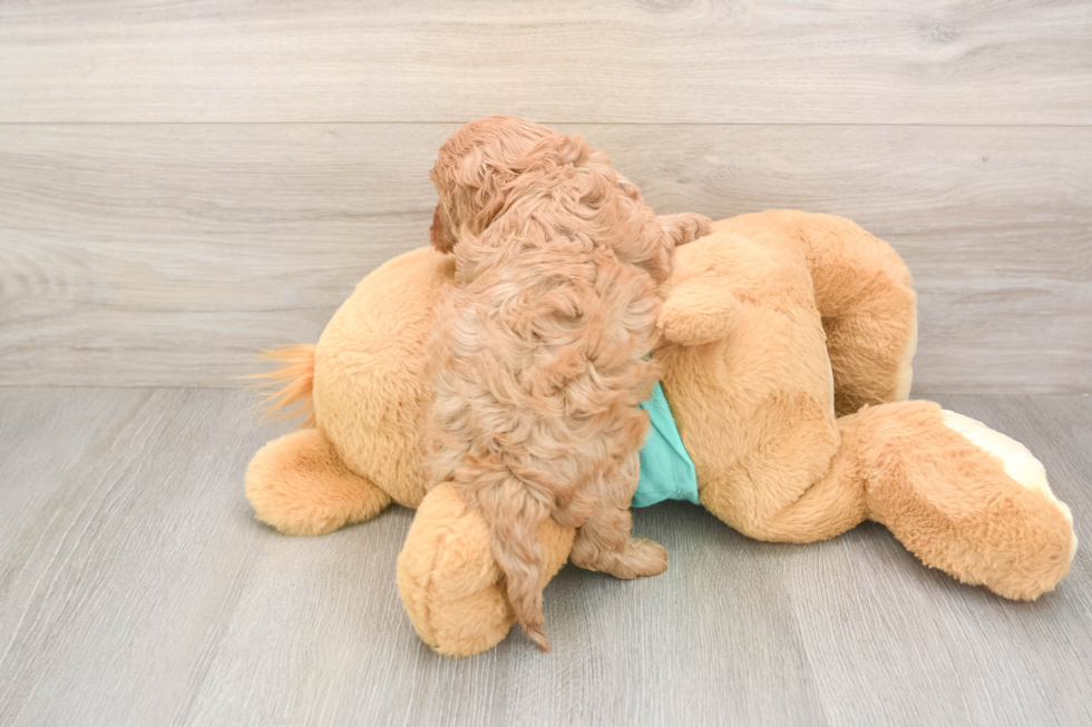 Meet Kenobi - our Cavapoo Puppy Photo  3/3 - Simply Southern Pups Cavapoo Pup Being Cute