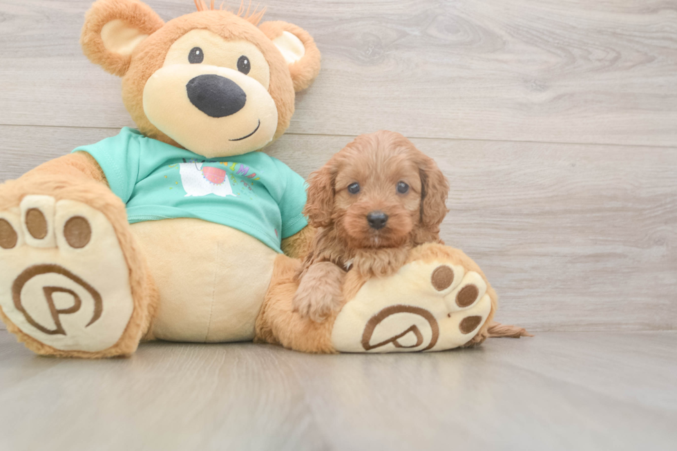 Meet Kenobi - our Cavapoo Puppy Photo  1/3 - Simply Southern Pups Cavapoo Puppy for Adoption