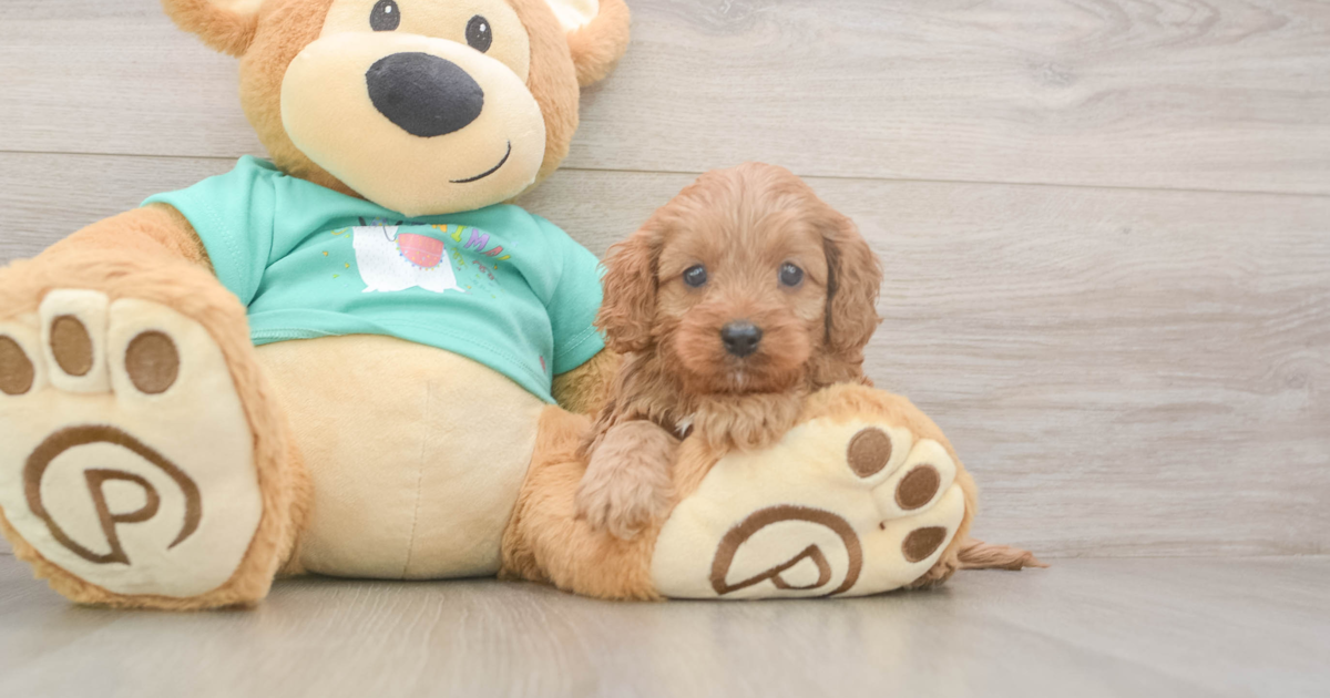 Cute Cavapoo Kenobi: 3lb 13oz Doodle Puppy