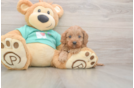 Meet Kenobi - our Cavapoo Puppy Photo  1/3 - Simply Southern Pups Cavapoo Puppy for Adoption
