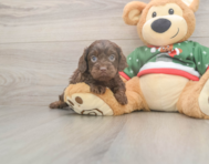 7 week old Cavapoo Puppy For Sale - Simply Southern Pups