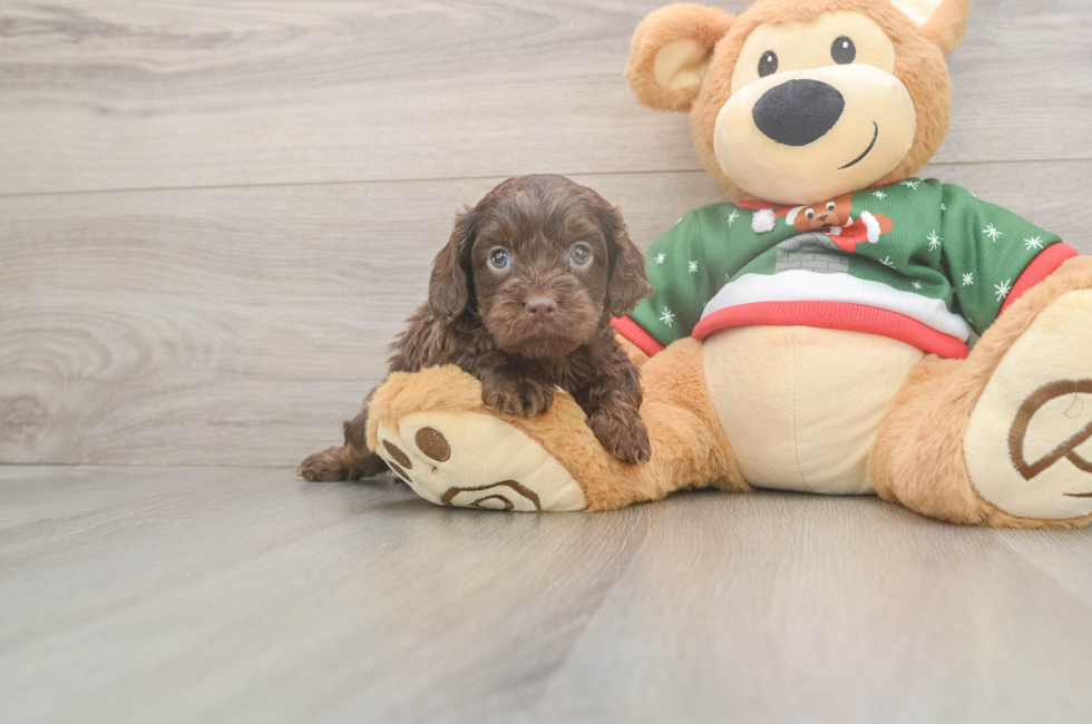 5 week old Cavapoo Puppy For Sale - Simply Southern Pups