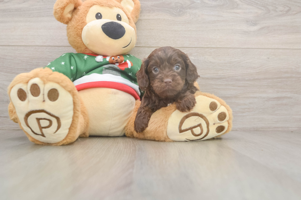 Playful Cavapoodle Poodle Mix Puppy