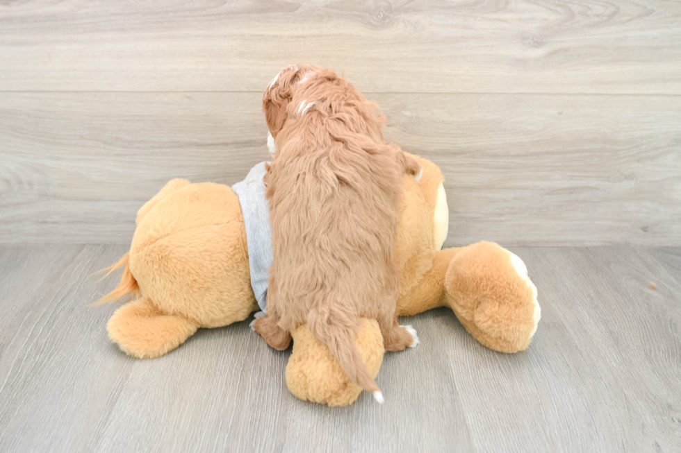 Little Cavipoo Poodle Mix Puppy