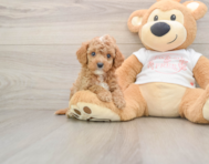 7 week old Cavapoo Puppy For Sale - Simply Southern Pups