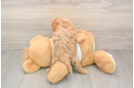 Best Cavapoo Baby