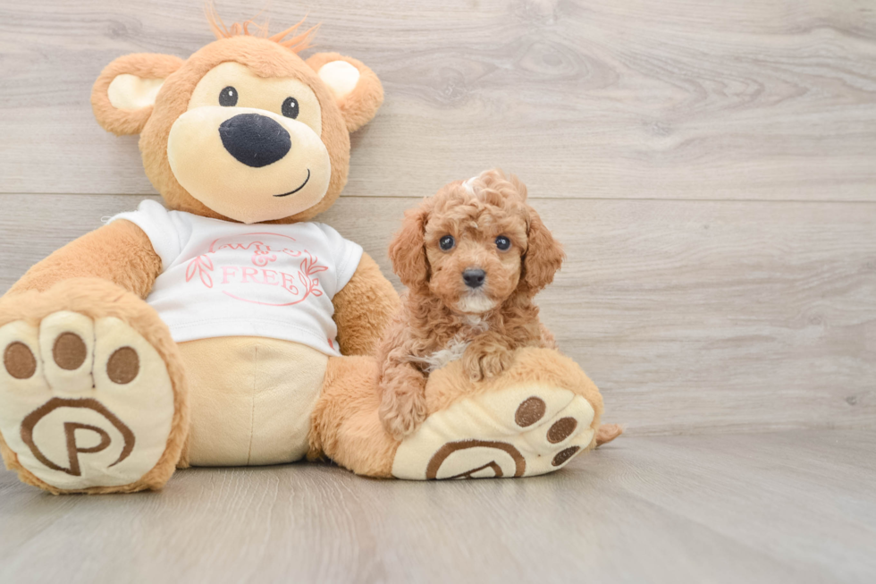 Popular Cavapoo Poodle Mix Pup