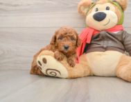 7 week old Cavapoo Puppy For Sale - Simply Southern Pups