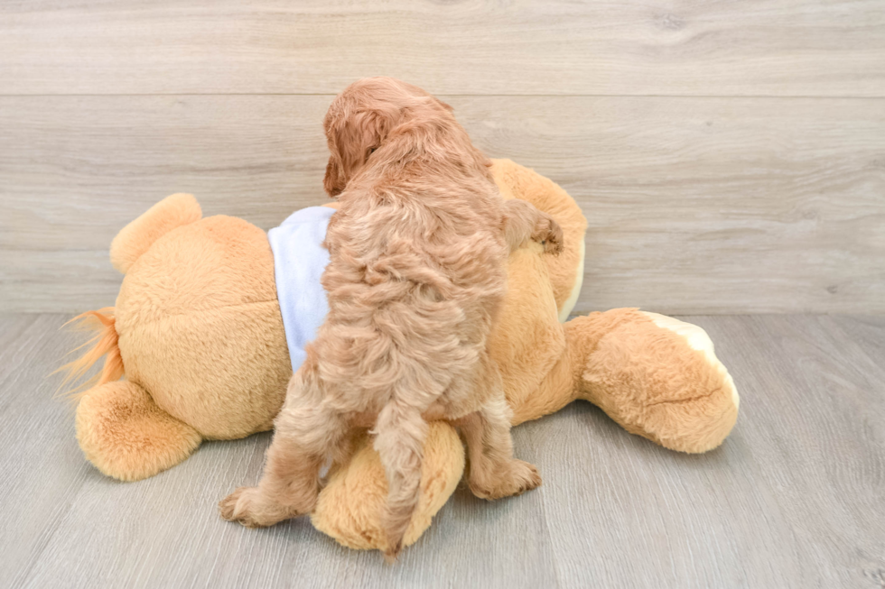 Cavapoo Puppy for Adoption