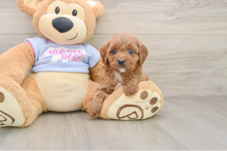 Cavapoo Puppy for Adoption