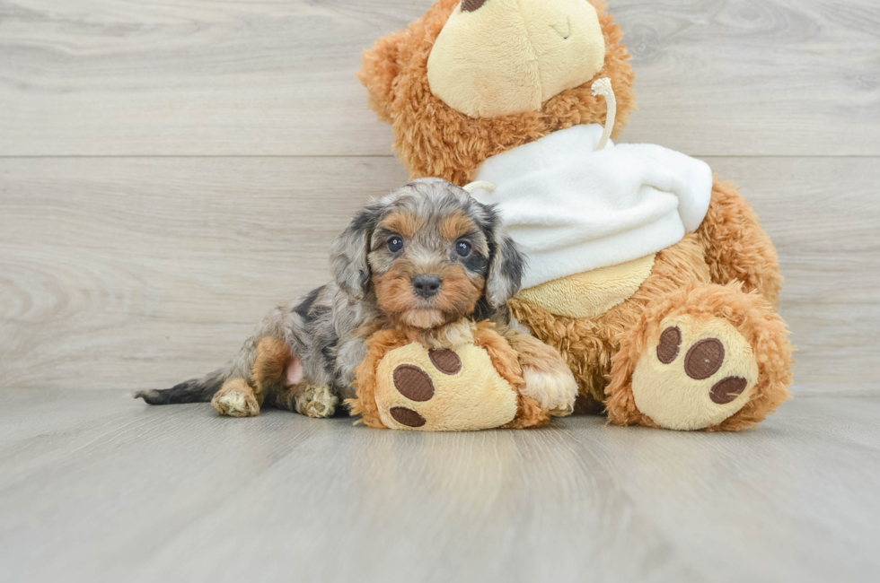 8 week old Cavapoo Puppy For Sale - Simply Southern Pups