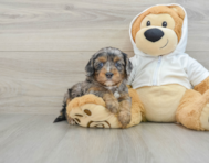 8 week old Cavapoo Puppy For Sale - Simply Southern Pups