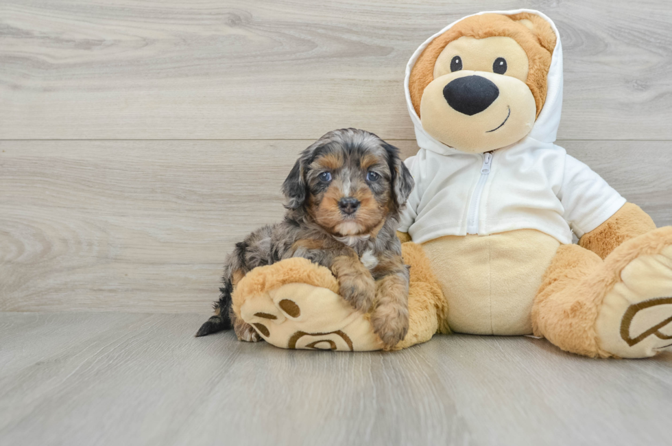 5 week old Cavapoo Puppy For Sale - Simply Southern Pups