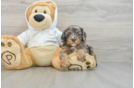 Best Cavapoo Baby